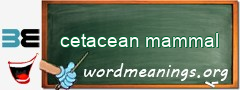 WordMeaning blackboard for cetacean mammal